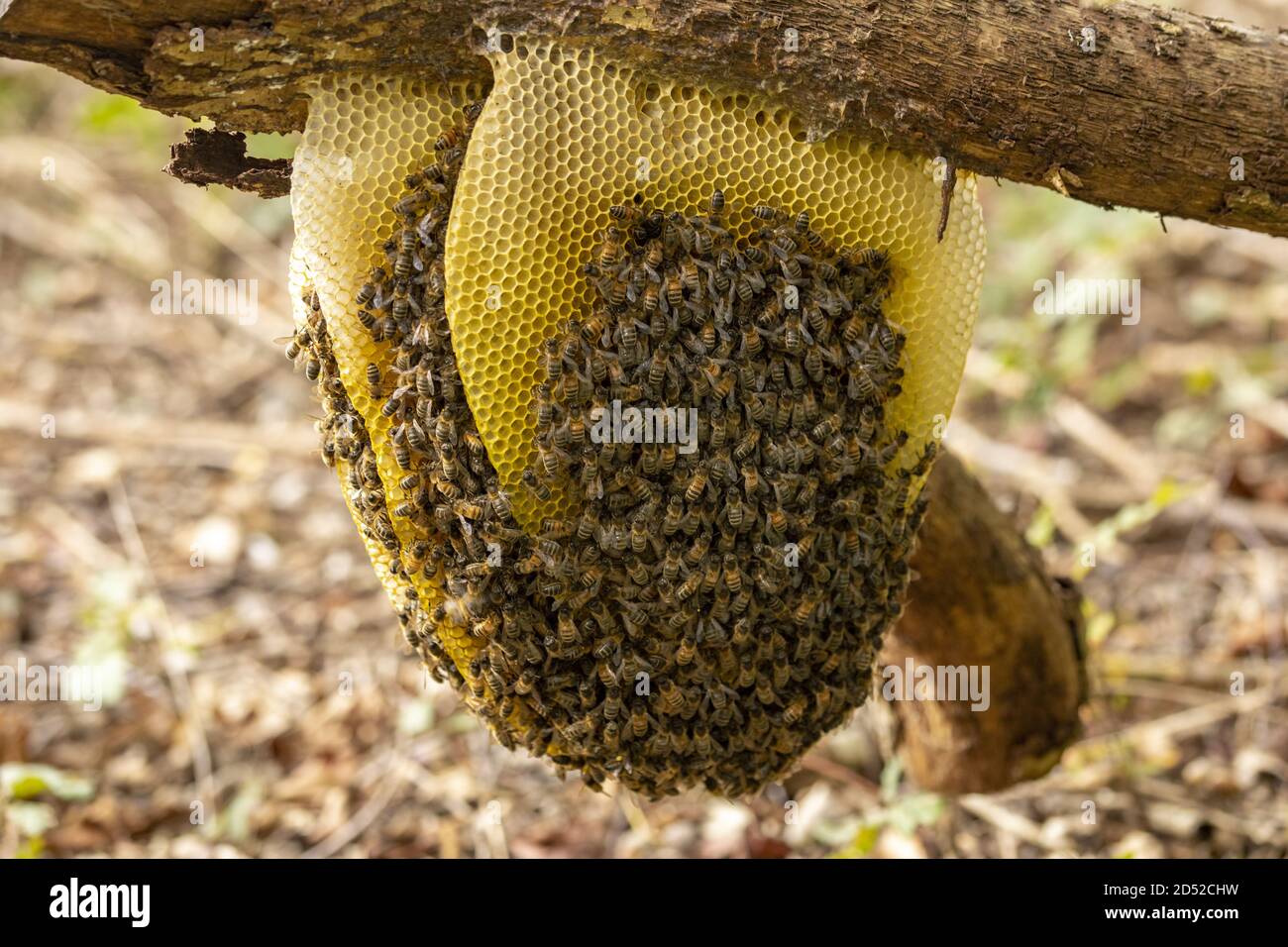 Colmena de abeja natural con panal de abeja en capas lleno del insecto  Fotografía de stock - Alamy