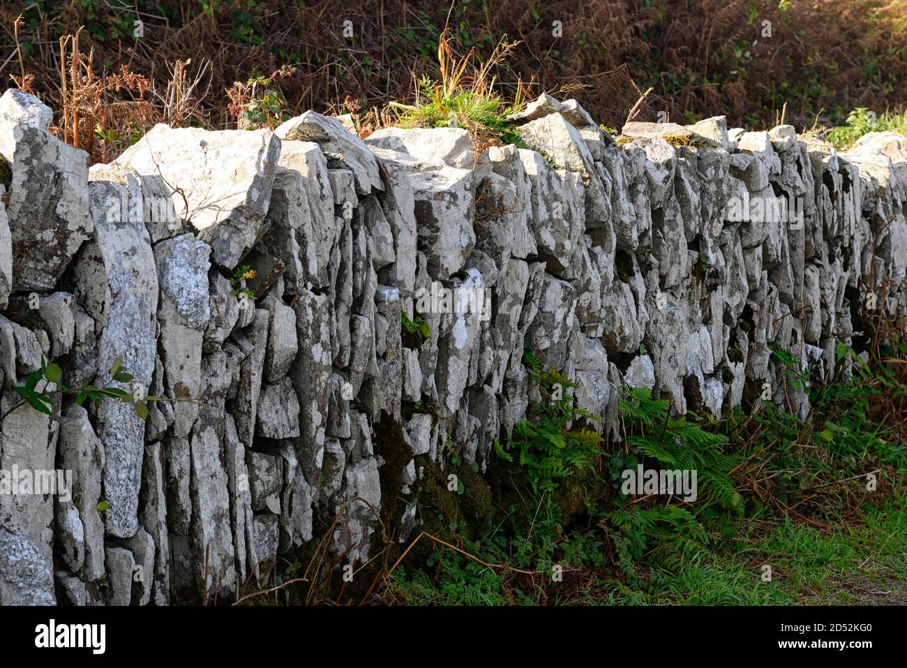Pared de piedra seca tradicional, apilada verticalmente, tejida, tejida, liquen, líquenes, musgos, corcho del oeste, irlanda rural, Rm Irlanda Foto de stock