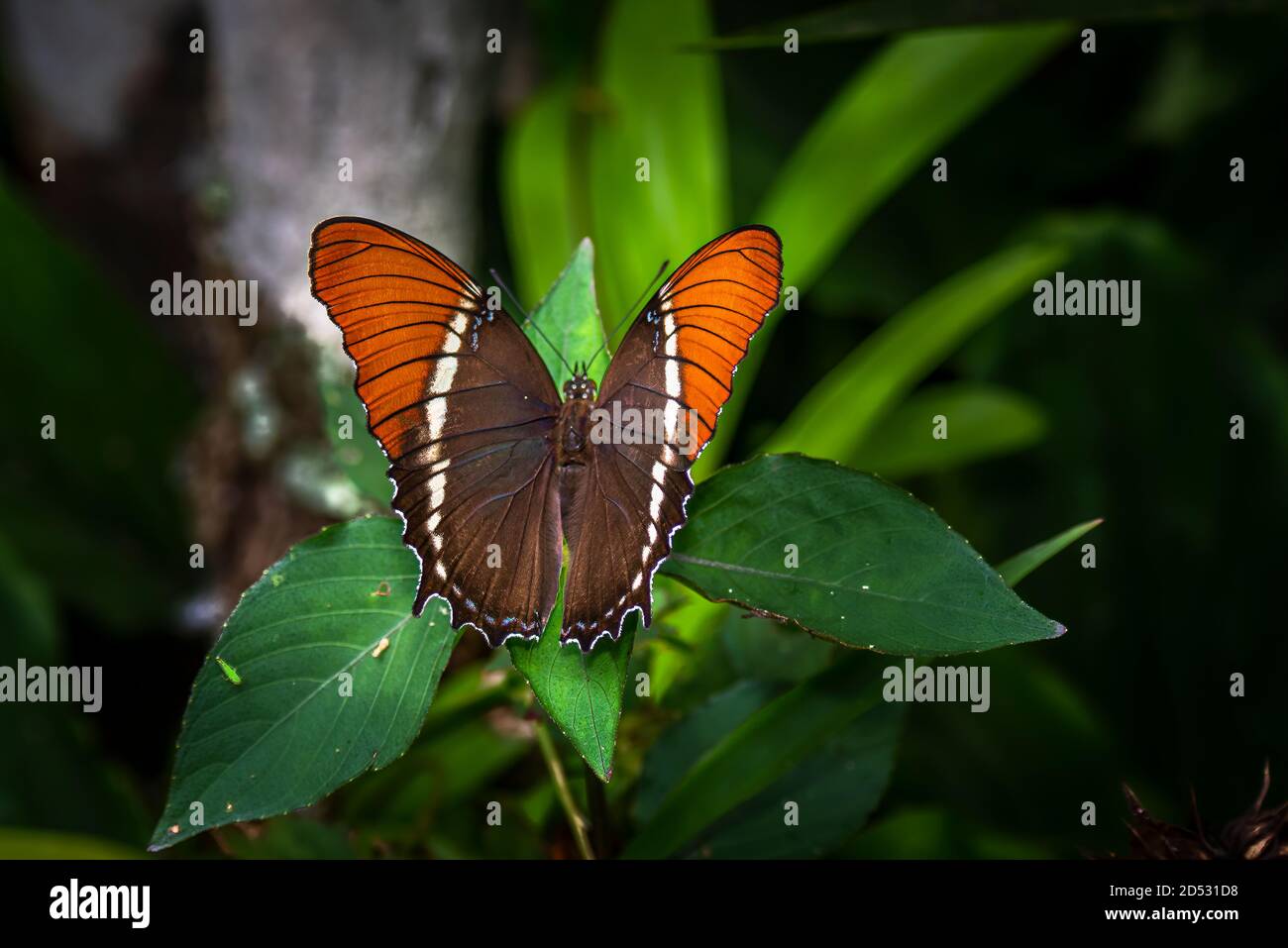 Siproeta-epaphus imagen de mariposa tomada en Panamá Foto de stock