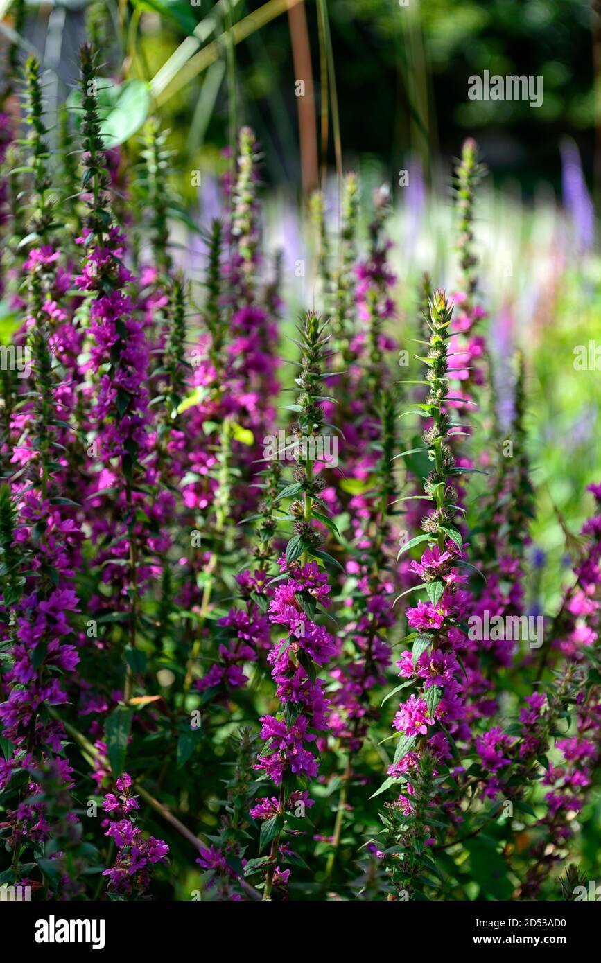 Lythrum salicaria,purple loosestrife,purple flowers,florecimiento de flores,RM Floral Foto de stock