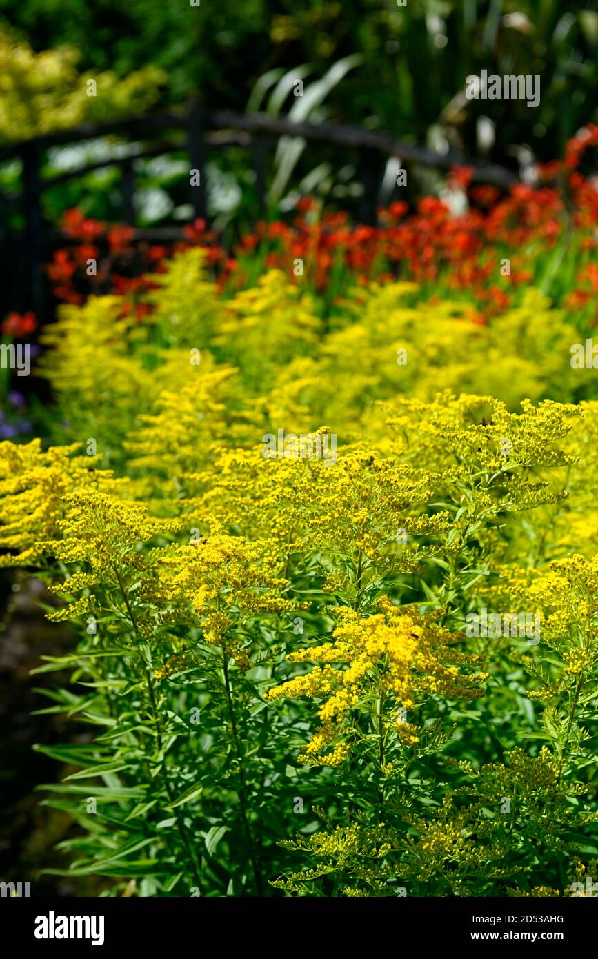 Goldenrod,Solidago virgaurea,flores,flores,flores,RM Floral Foto de stock