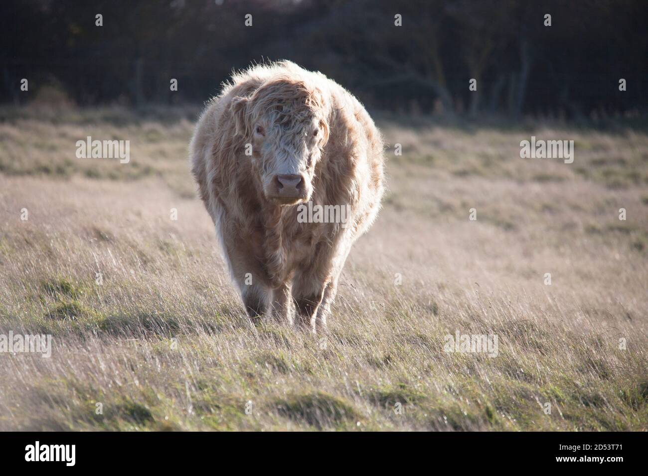 Gran toro de ganado de las tierras altas en el borde del campo iluminado Yorkshire Reino Unido Foto de stock
