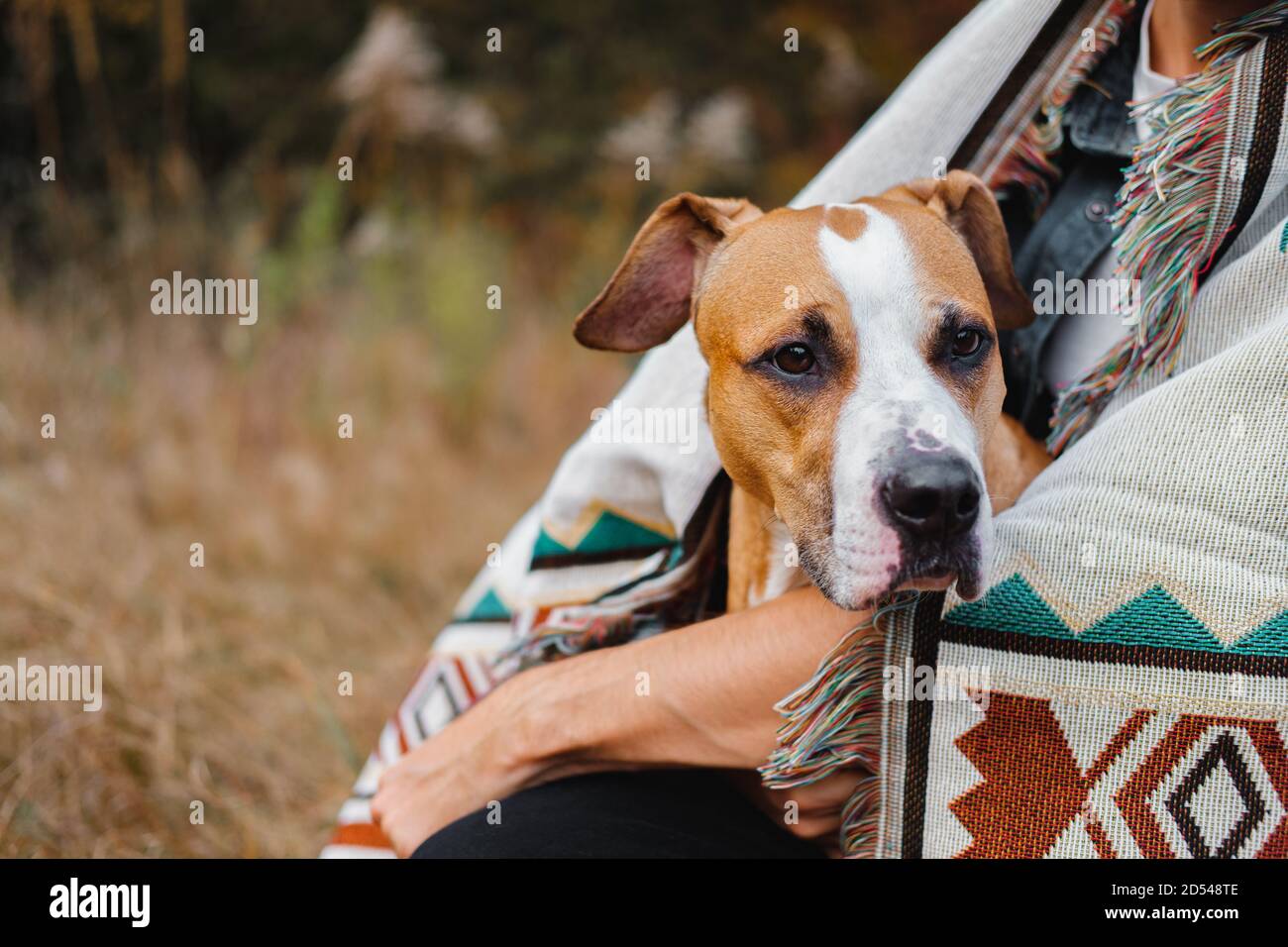 El perro se sienta con el ser humano cubierto en la manta del poncho al aire libre adentro otoño Foto de stock