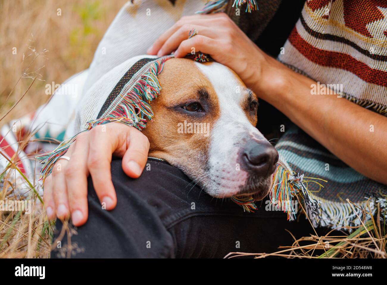 Mano humana acariciando al perro al aire libre, otoño frío escena Foto de stock