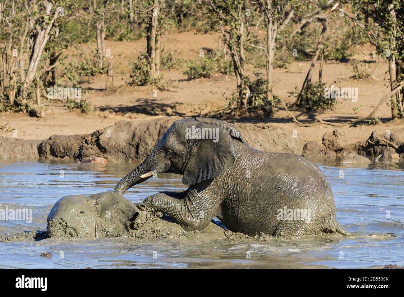 Cerca de elefantes africanos (Loxodanta africana) bañándose y jugando en un pozo de agua en el Parque Nacional Kruger, Sudáfrica Foto de stock