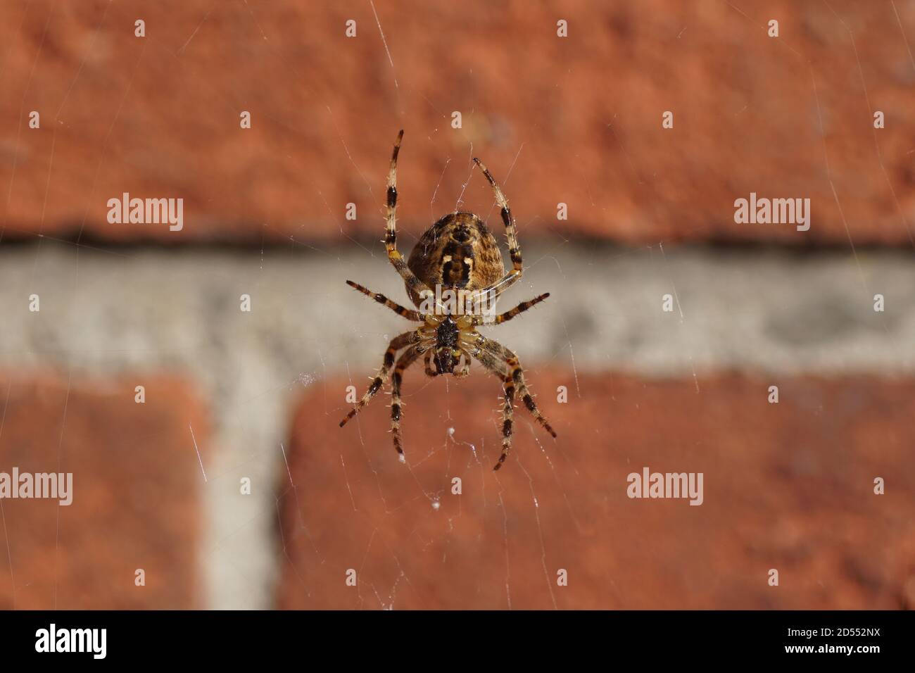 Araña de jardín europea, araña de diadem, orangie, araña de cruz, orbe tejedor coronado (Araneus diadematus) en su red. Familia Orb-tejedor arañas, aránidas Foto de stock