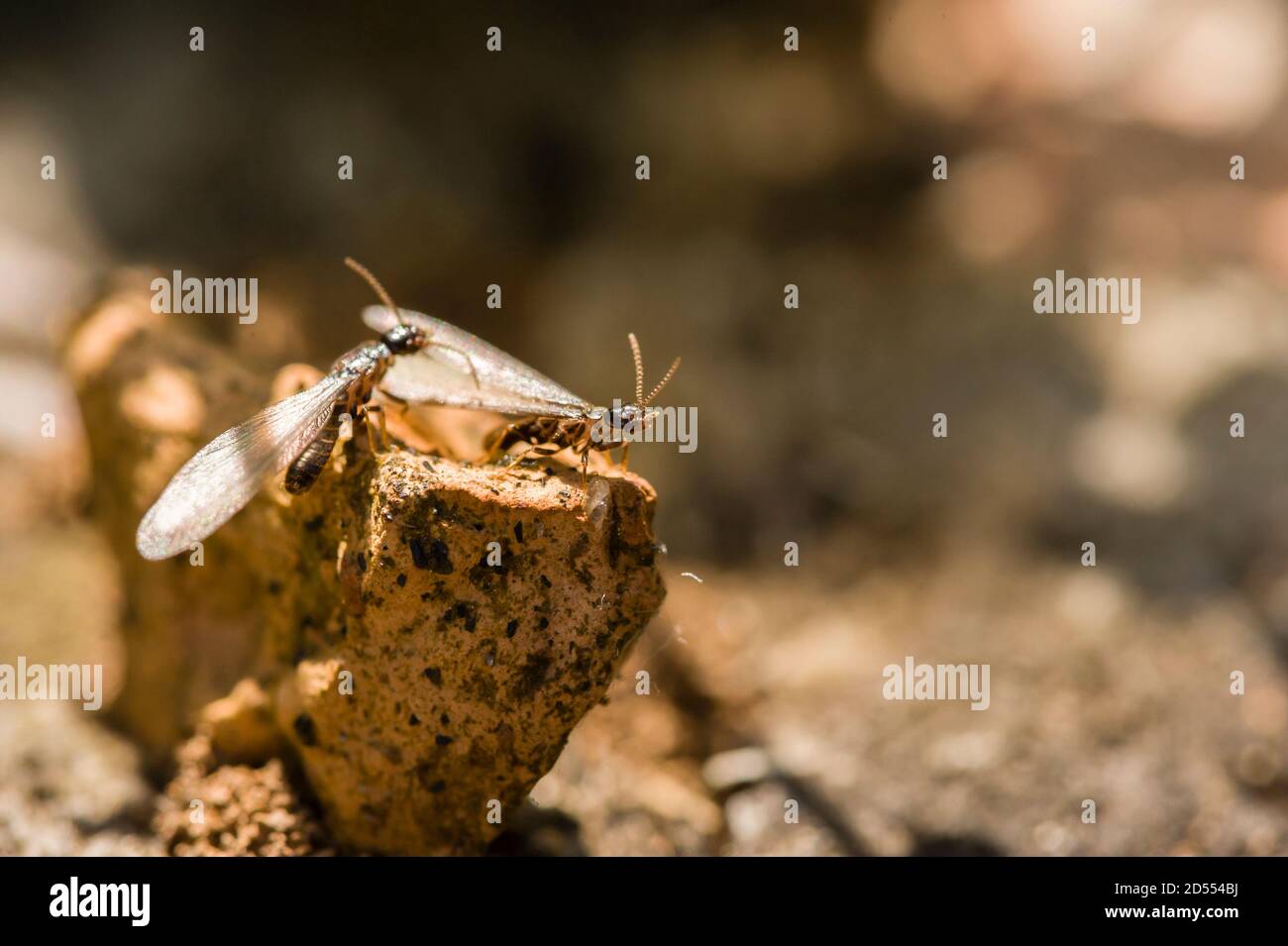 Alado, alado, casta reproductiva de una termita europea Foto de stock