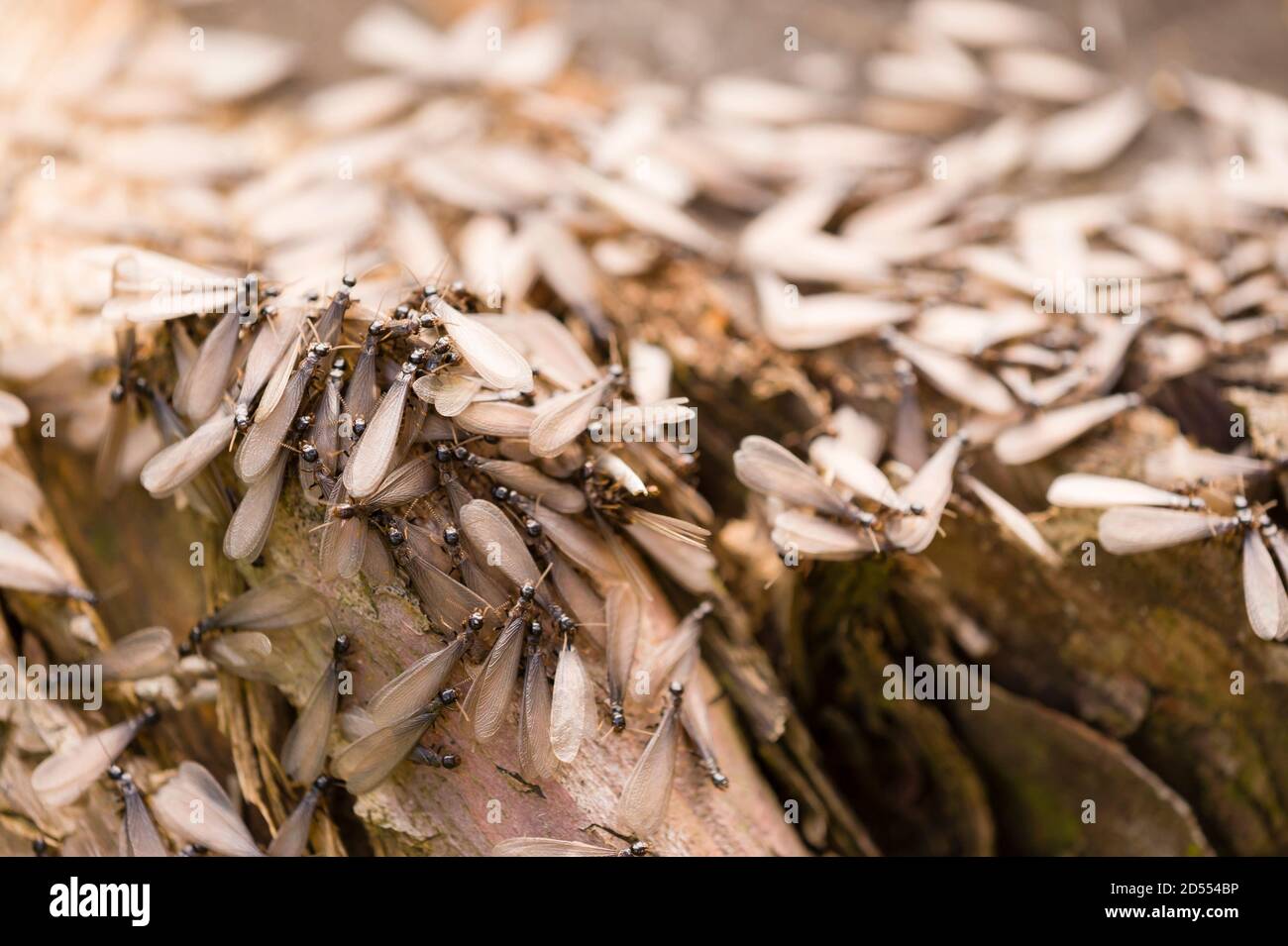Alado, alado, casta reproductiva de una termita europea Foto de stock