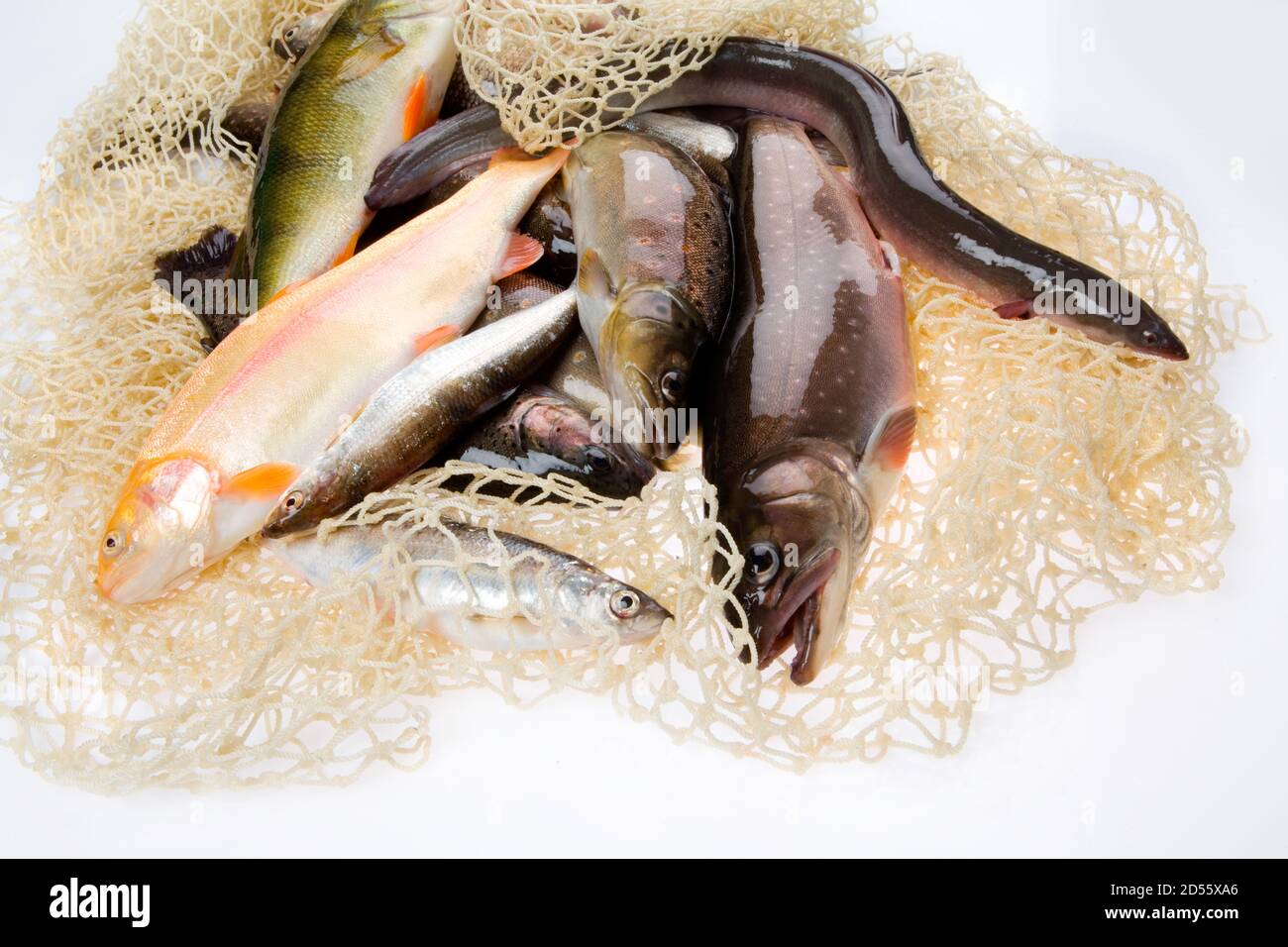 Fangfrischer Fische, Speisefische Foto de stock