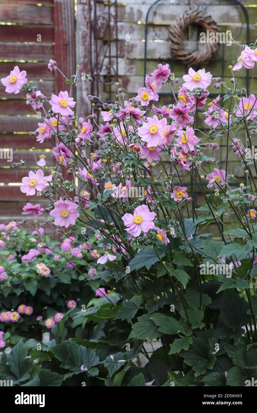 anémona japonesa rosa en el jardín de otoño Fotografía de stock - Alamy