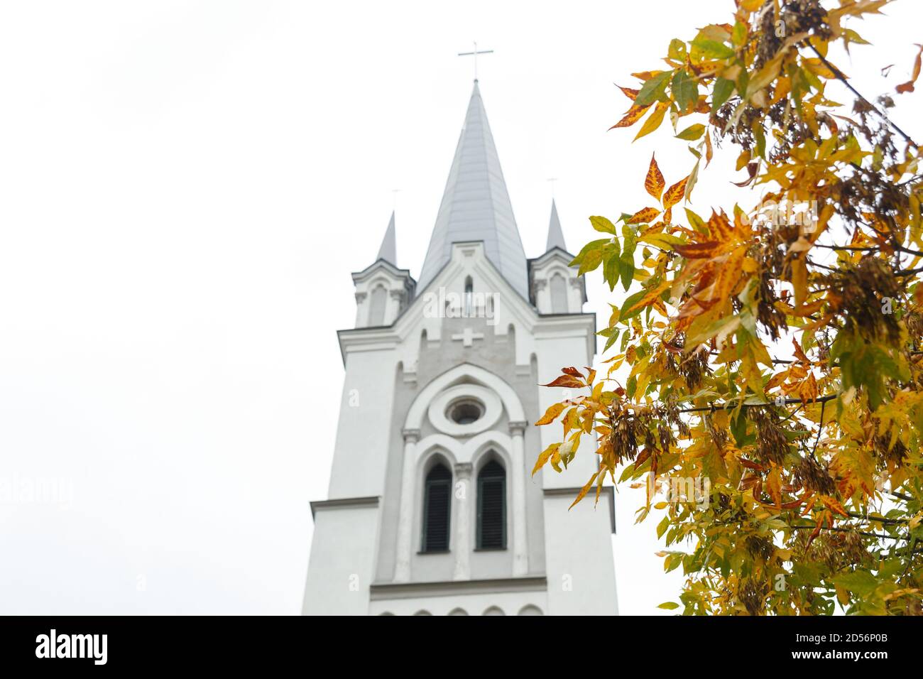Iglesia Luterana de San Juan en Grodno, Bielorrusia al fondo. Rama de fresno con hojas amarillentas. Paisaje otoñal. Foto de stock