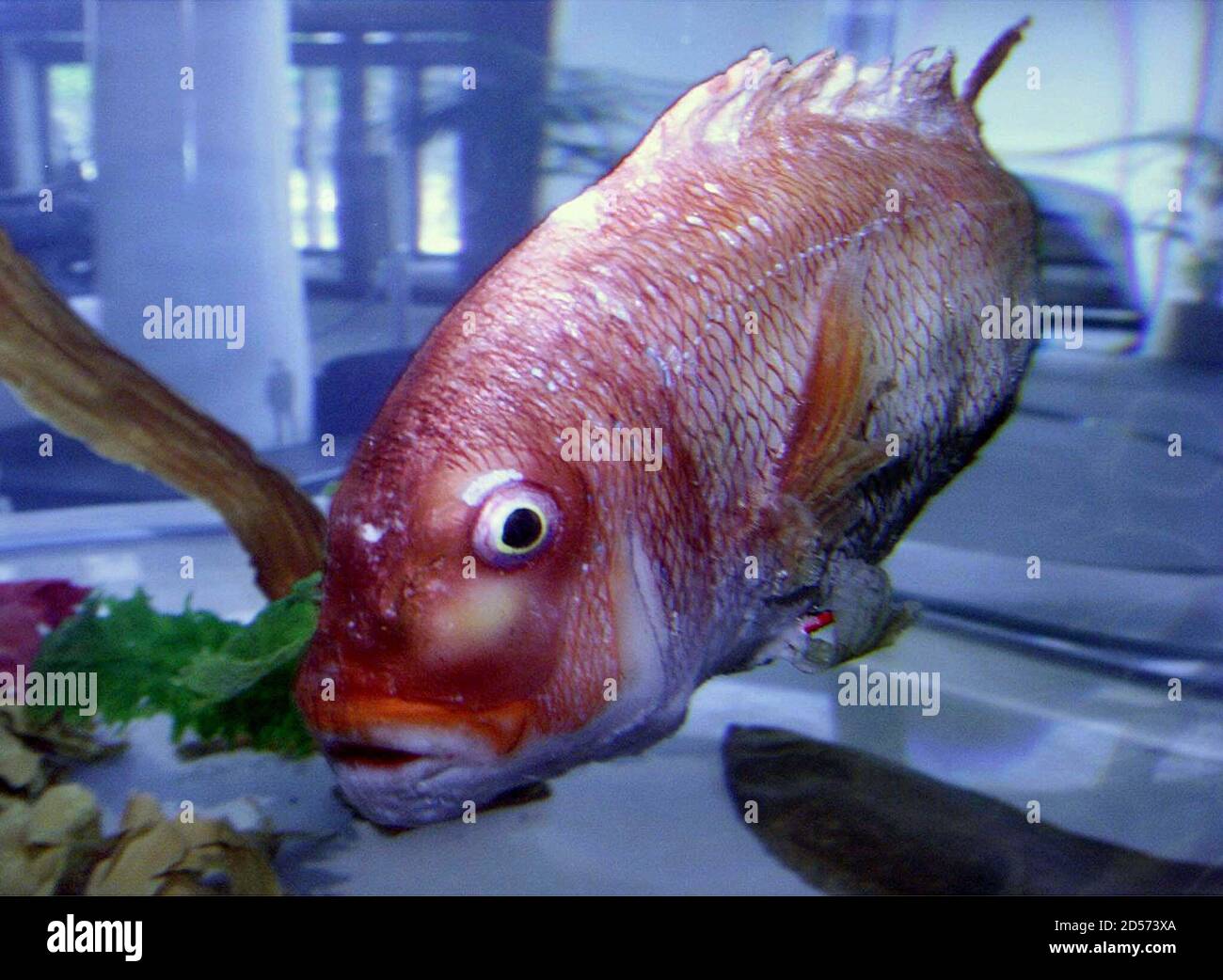 Un pez de pargo rojo robot, desarrollado por la japonesa Mitsubishi Heavy  Industries, nada en un tanque de pescado en el museo industrial de  Mitsubishi en Yokohama, mayo de 14. Los investigadores