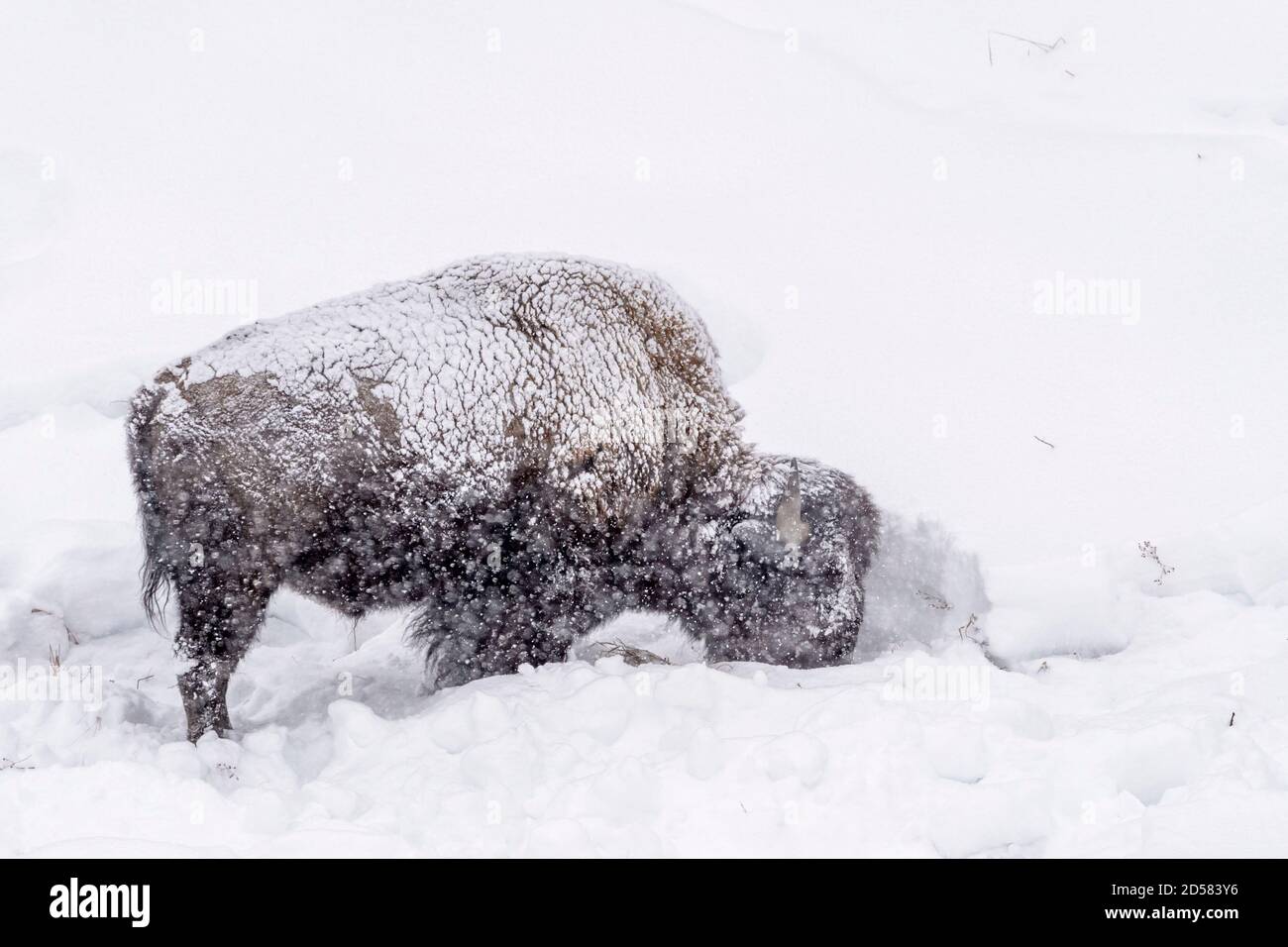 American Bison (Bison bison) típicamente forrajeando en las profundidades de la nieve durante la ventisca, Parque Nacional de Yellowstone, Wyoming, Estados Unidos Foto de stock