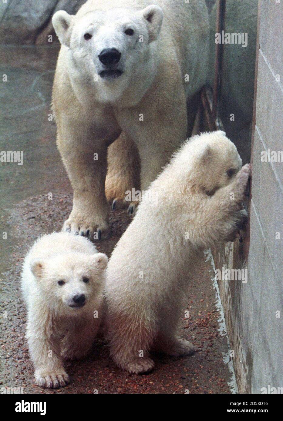 Boris (R) y Natasha, seguidos por su madre, Voda, exploran sus nuevos  alrededores en la exposición de Northern Shores en el Denver Zoo en Denver,  marzo de 15. Los gemelos hicieron su