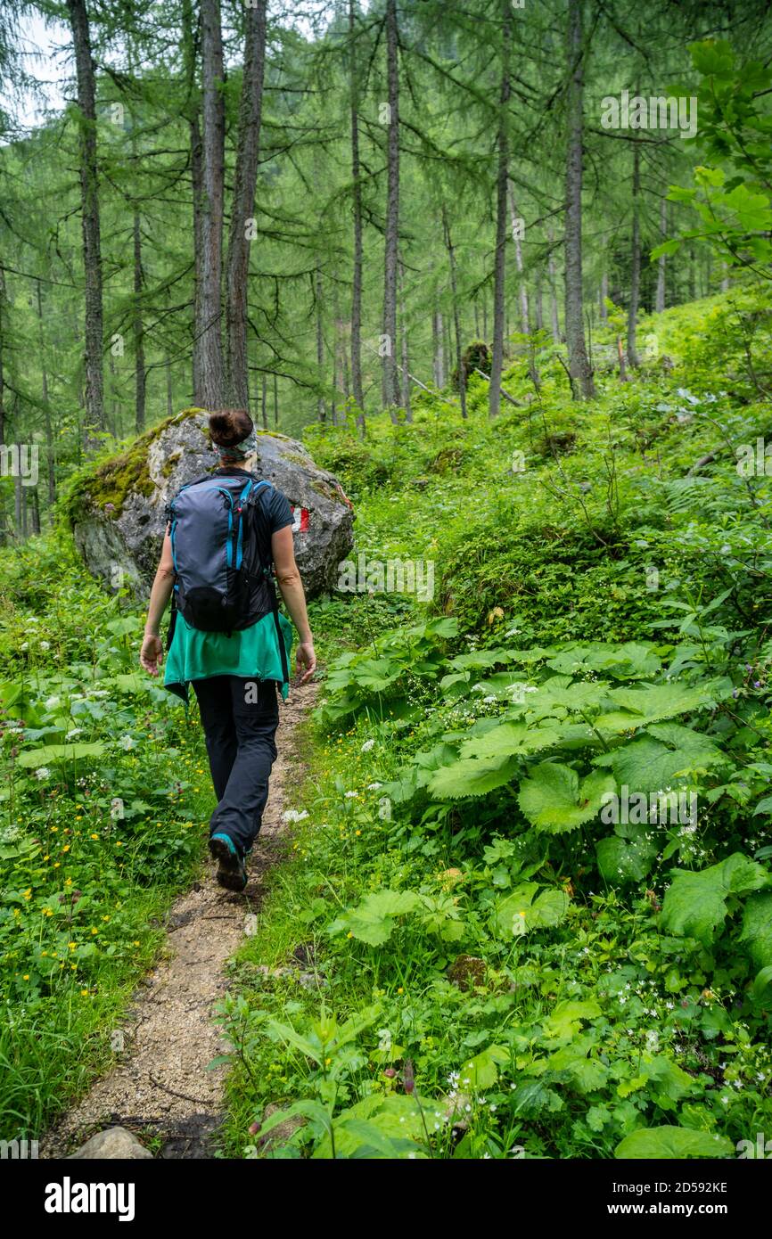 Mujer senderismo por el bosque en los Alpes austriacos, región de Postalm, Salzburgo, Austria Foto de stock