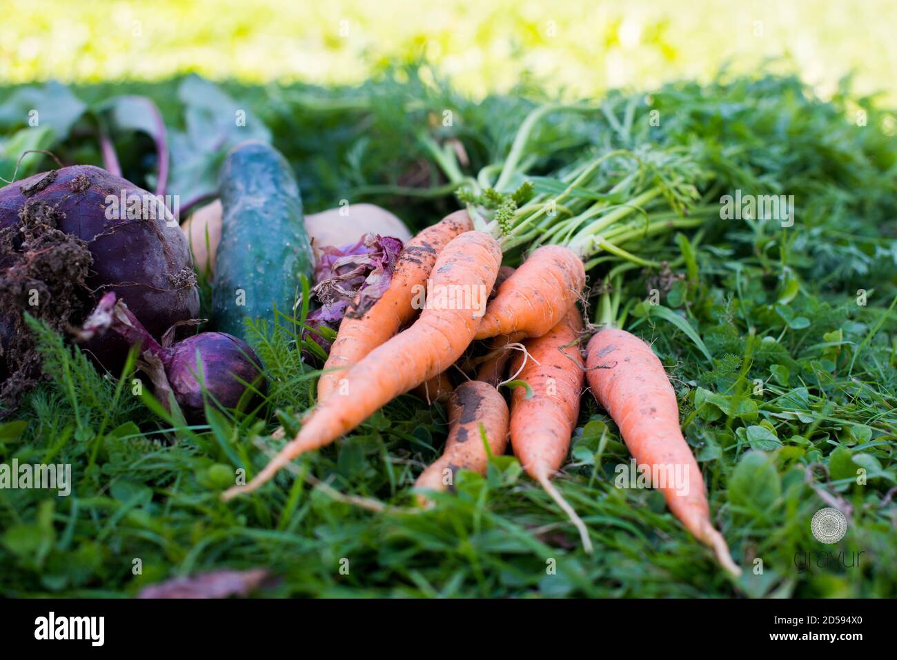 Primer plano de zanahorias recién recogidas, remolacha, papa, cebolla y pepino en la hierba Foto de stock