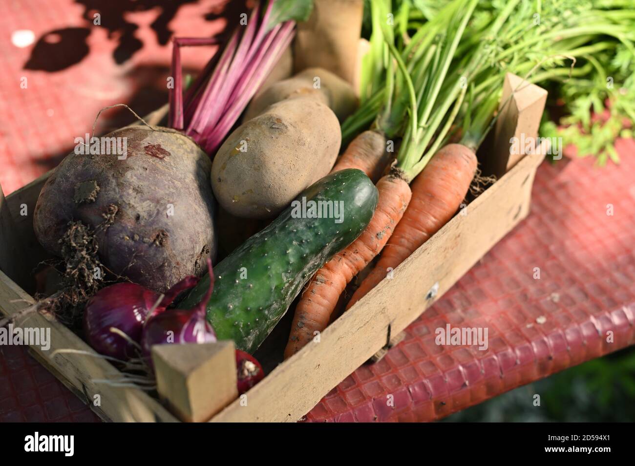 Caja de verduras con zanahorias recién recogidas, remolacha, papa, cebolla y pepino en una mesa en el jardín Foto de stock