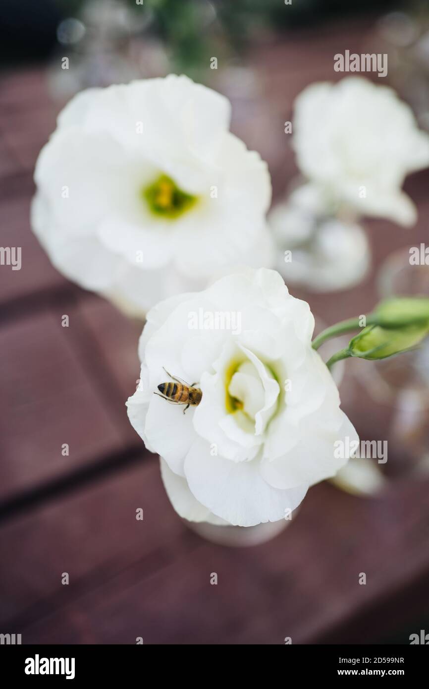 Primer plano de una abeja sobre una flor blanca, Rusia Foto de stock