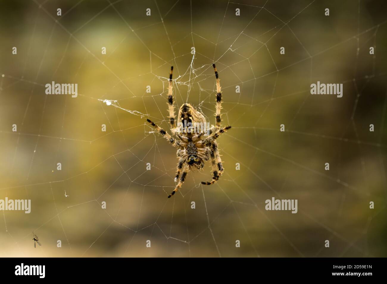 La parte inferior de la araña de jardín europea o Araneus diadematus en octubre en Francia. Esta es una araña muy común. Foto de stock