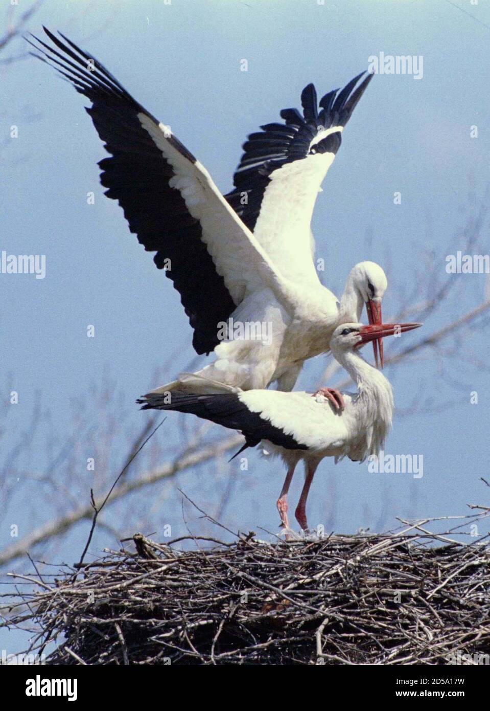 Dos cigüeñas juegan en su nido cerca de la ciudad búlgara de Novi Iskar,  unos 40 km al norte de Sofía el 31 de marzo. Las cigüeñas son las primeras  aves migratorias