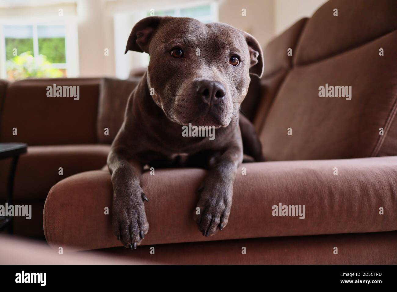 Young English Staffordshire Bull Terrier descansa sobre el sofá marrón en  casa. Adorable Blue Staffy en el sofá en la sala de estar Fotografía de  stock - Alamy