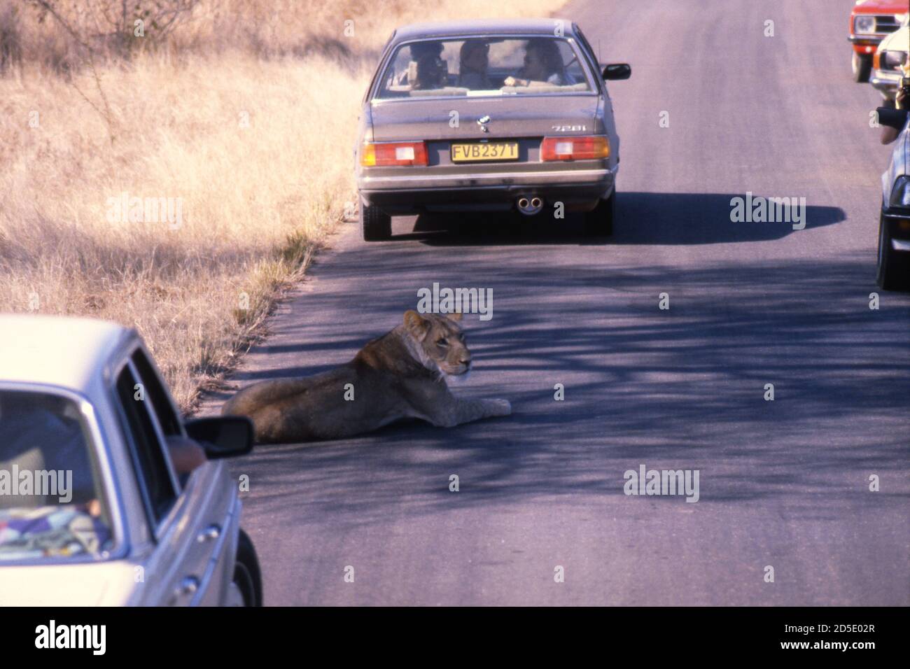 León femenino tumbado en la carretera en el Parque Nacional Kruger, Sudáfrica 1981 sin preocuparse por los vehículos cercanos Foto de stock