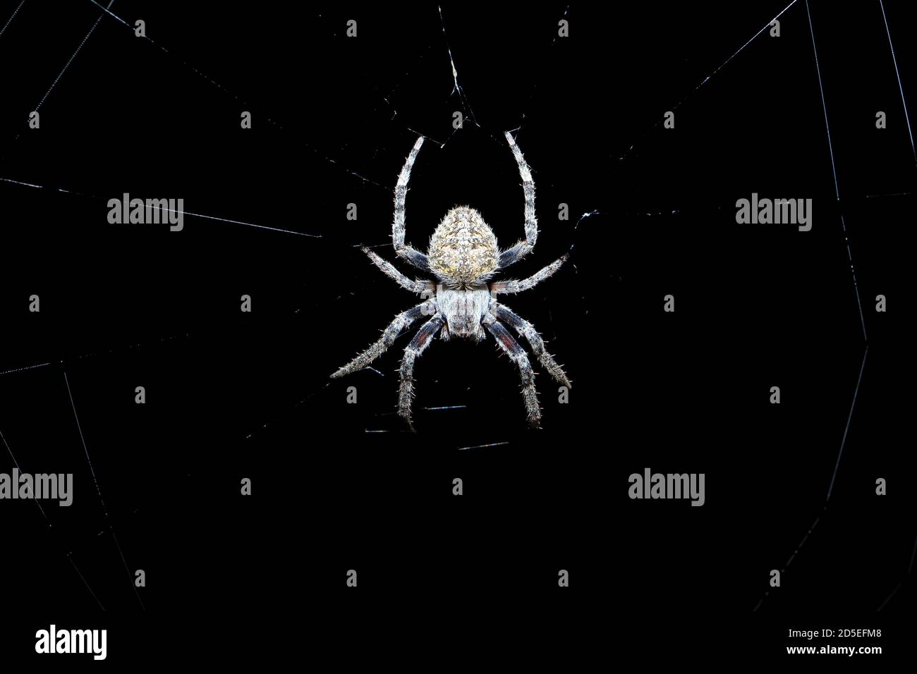 Araña pequeña sentada en su red por la noche con un fondo oscuro Foto de stock
