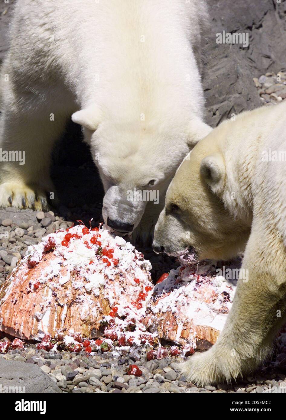 Dos polares en el Central Park Zoo de Nueva York, se refrescan mientras comen "sundaes" de tamaño oso especial el 7 de agosto su guarida. sundaes están hechas