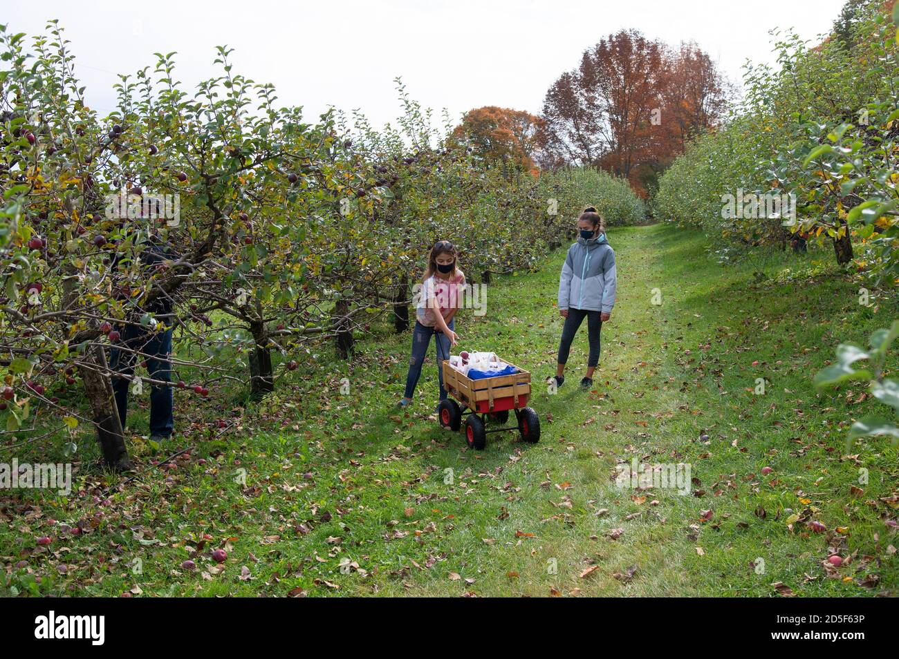 Niños recogiendo manzanas en un huerto en Vermont, EE.UU Foto de stock