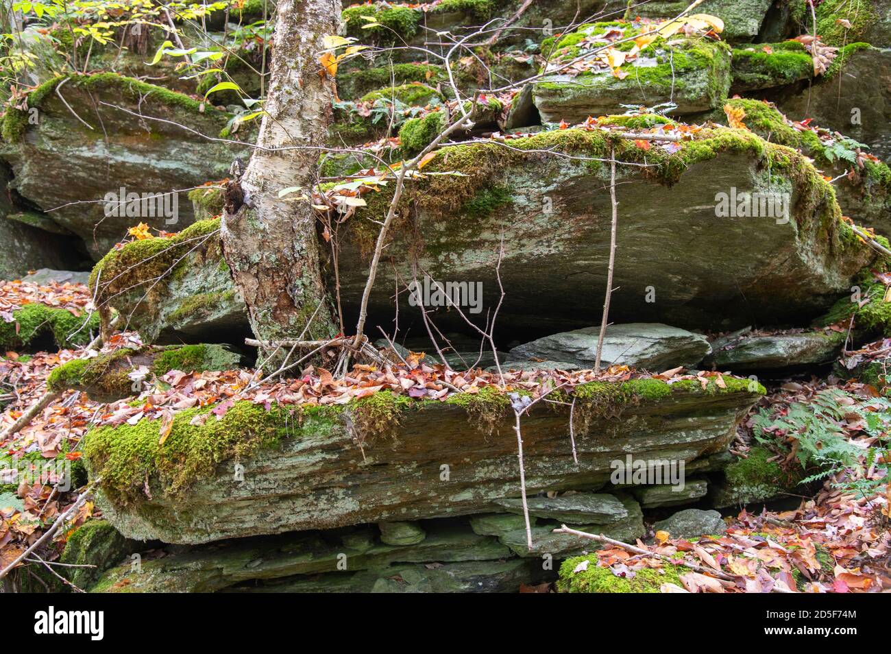 Una antigua formación rocosa con un árbol que crece en el bosque de Moretown, Vermont, EE.UU Foto de stock