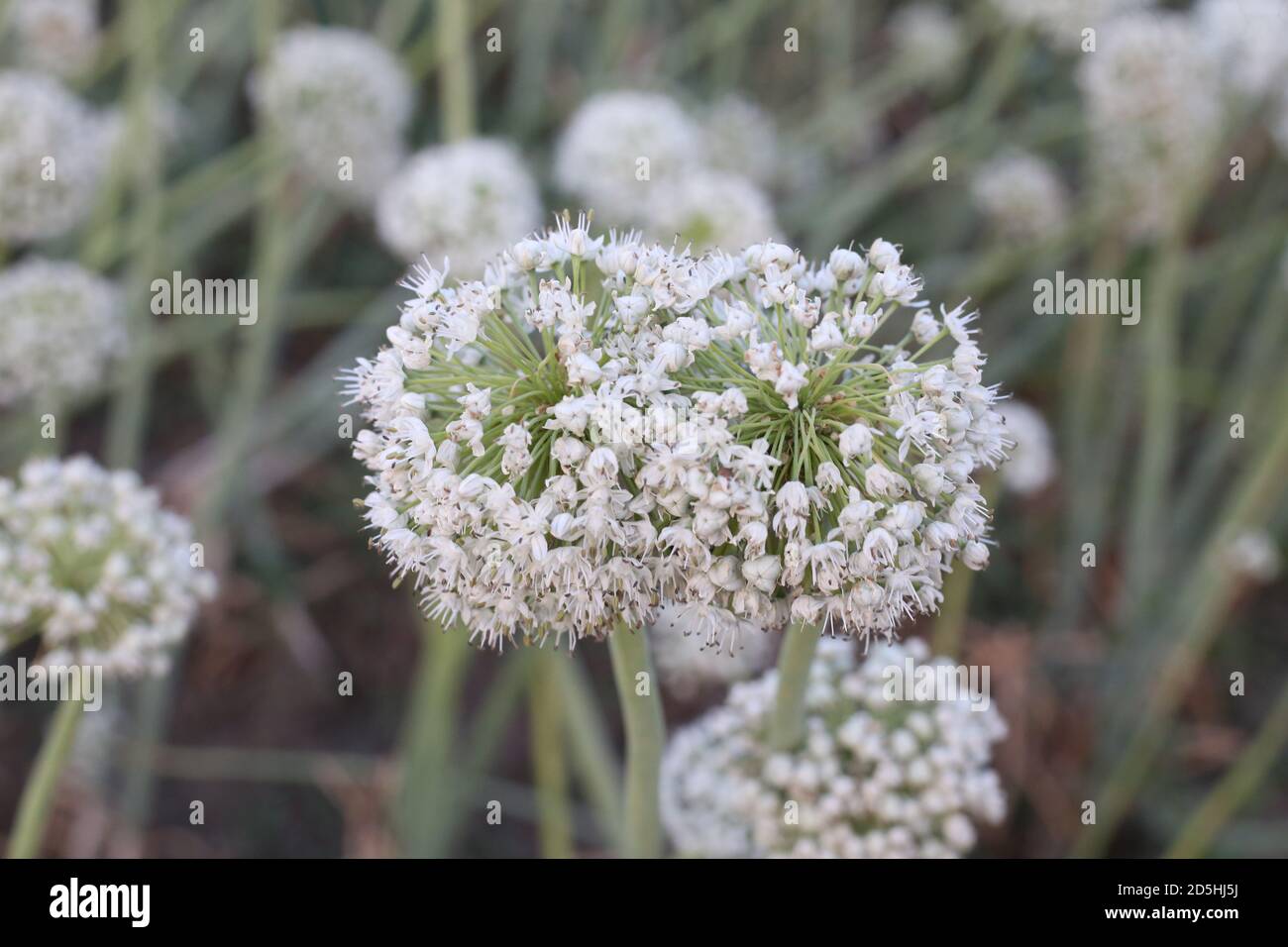 Semilla de cebolla Flor creciendo en el campo Foto de stock