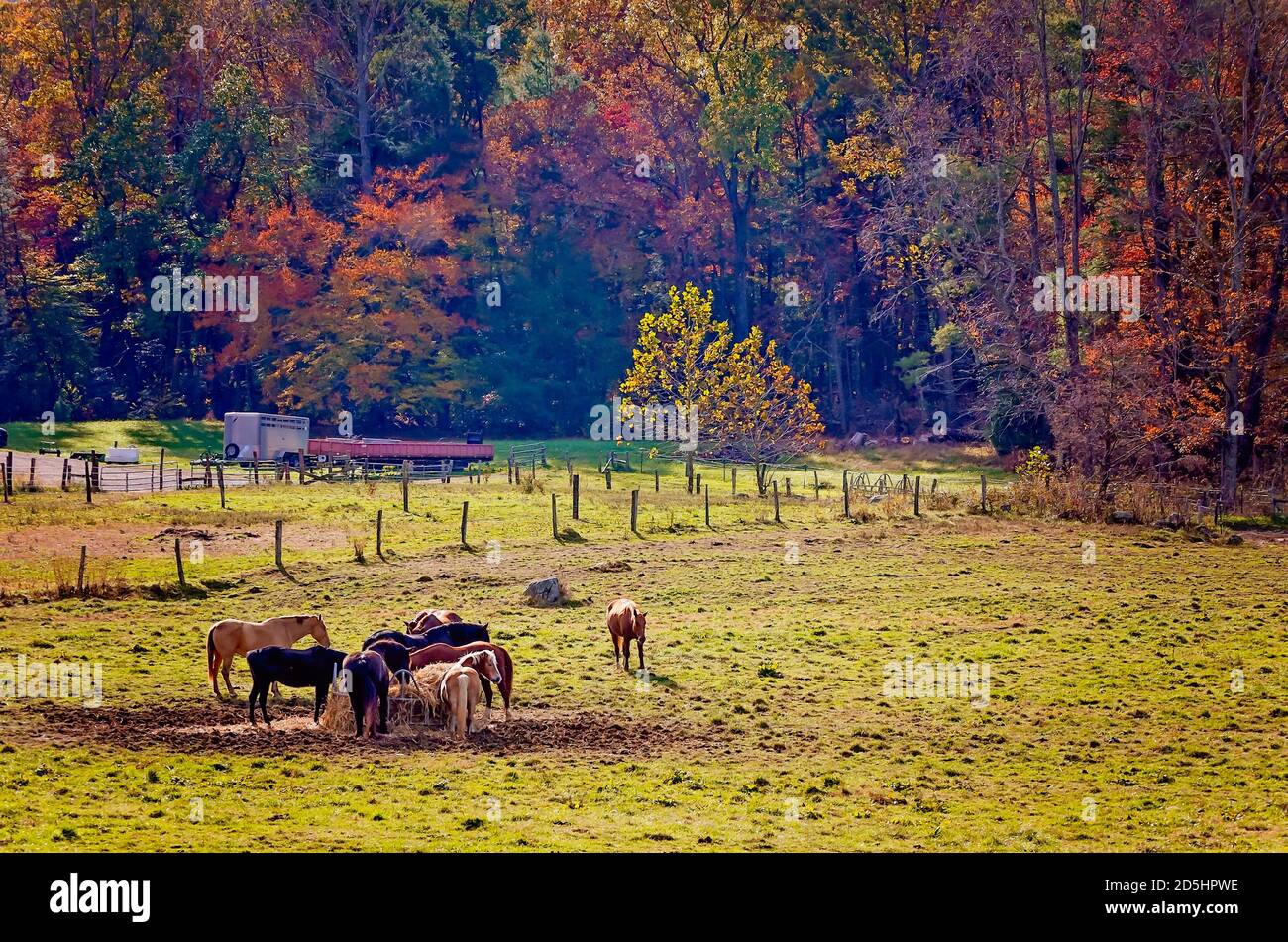 Los caballos comen heno en Cades Cove en el Parque Nacional Great Smoky Mountains en Tennessee. Foto de stock