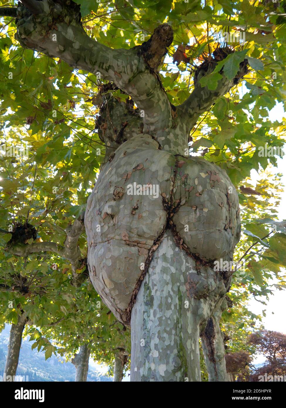 Gran madriguera en el árbol del avión de Londres. Platanus hispanica. Foto de stock