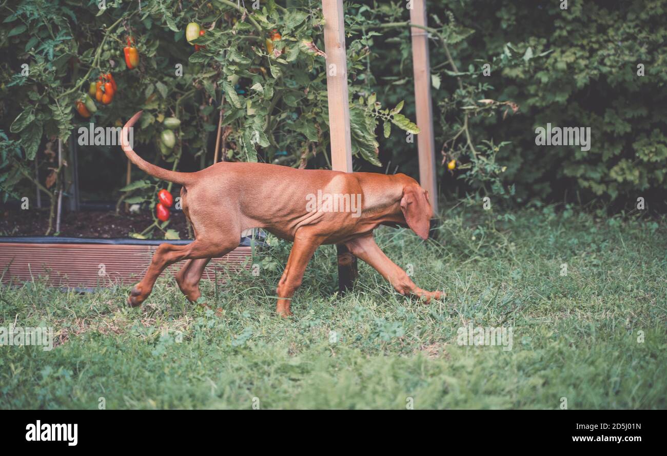 Joven cachorro húngaro Vizsla corriendo en el jardín. Plantas de tomate en el fondo. Foto de stock