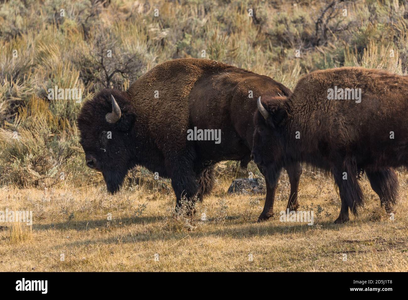 vaca bisonte americano