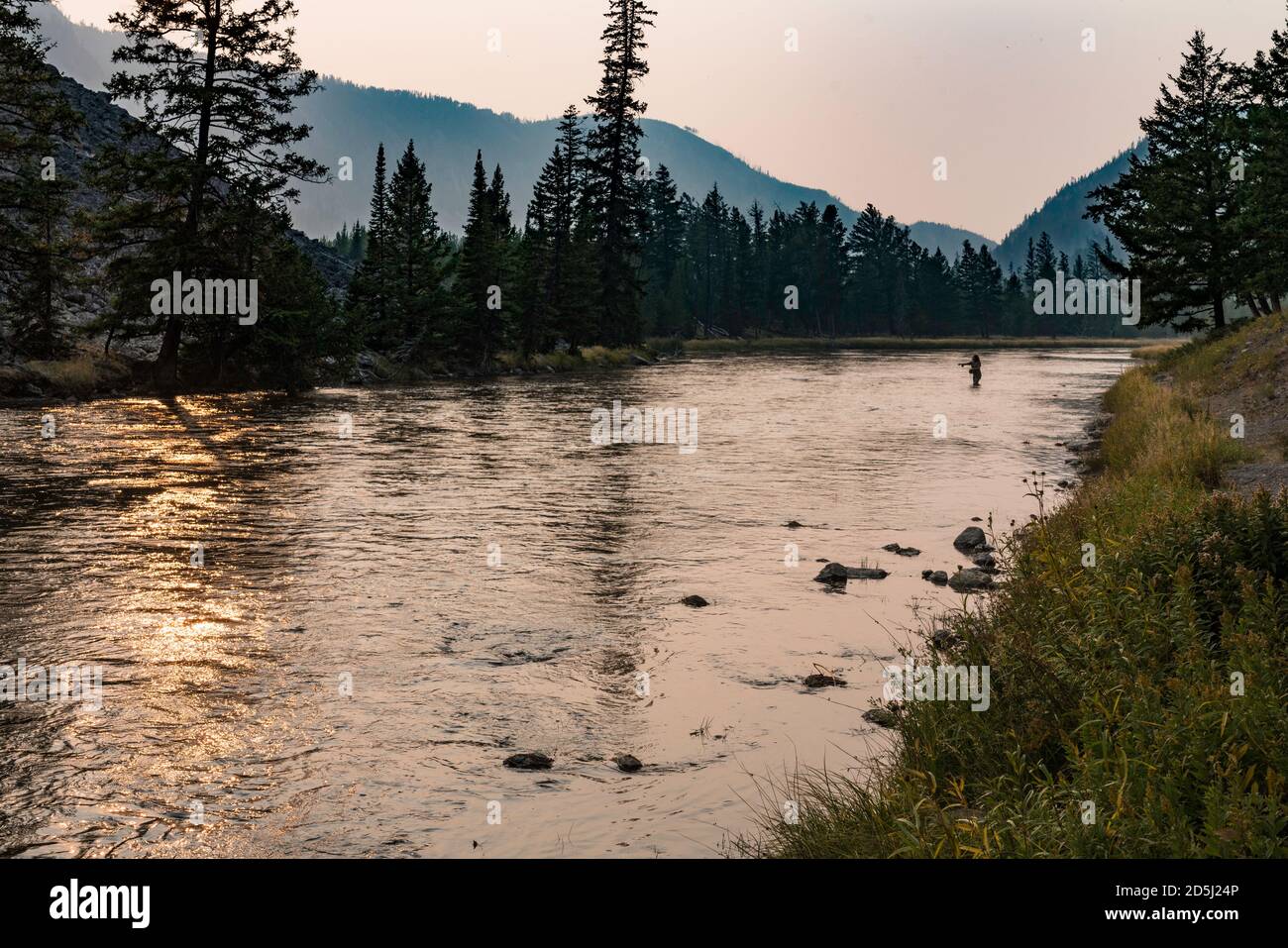 Una mujer pescando en el río Madison en el Parque Nacional Yellowstone en Wyoming. Foto de stock