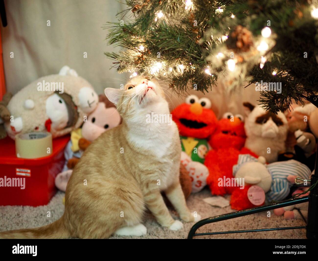 Mika el Tabby Naranja bajo el árbol de Navidad Foto de stock