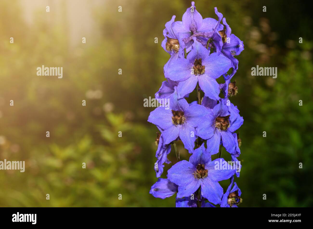Delphinium es una hermosa flor azul que ama mucho el sol. Foto de stock