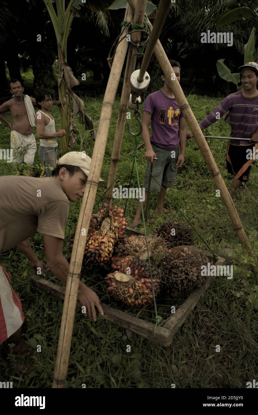 Personas que pesen frutos de palma aceitera recién cosechados antes de un transporte de recogida en la zona rural de la provincia de Bengkulu, Sumatra, Indonesia. Foto de stock