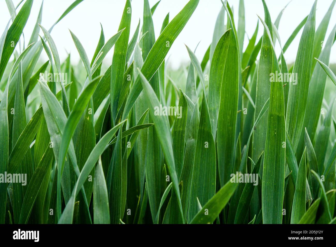 Hermoso campo de trigo verde joven. Fondos de pantalla de la naturaleza.  Cultivo de semillas de cultivos agrícolas. Paisaje primaveral con hierba  verde. Aislado Fotografía de stock - Alamy