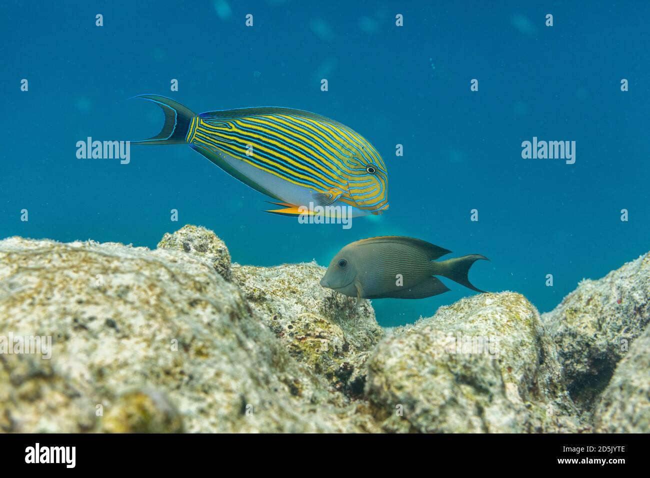 Pez surgeonfish forrado; Acanthurus lineatus; Maldivas Foto de stock