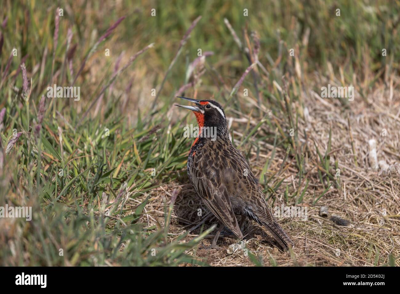 Meadowlark de cola larga; Leistes loyca; Male sunbathing; Falklands Foto de stock