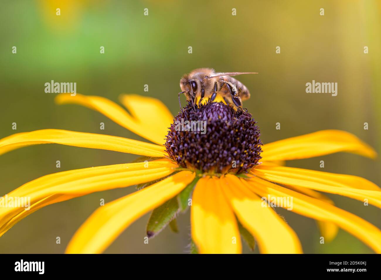 Abeja - Apis mellifera - poliniza una flor de la flor de la naranja coneflower - Rudbeckia fulgida Foto de stock