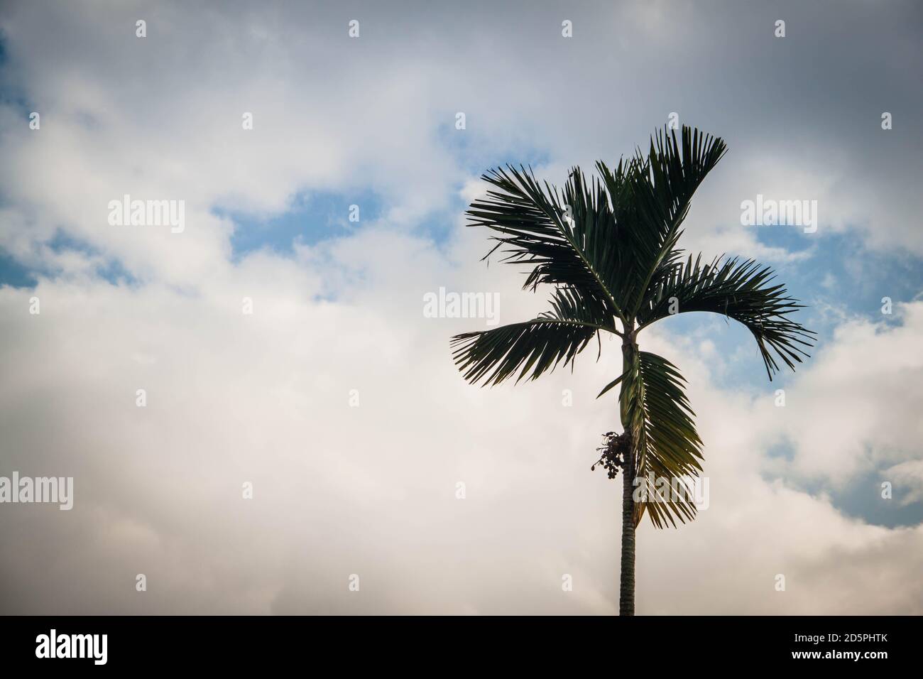 Una palmera sobre el fondo del cielo nublado Foto de stock