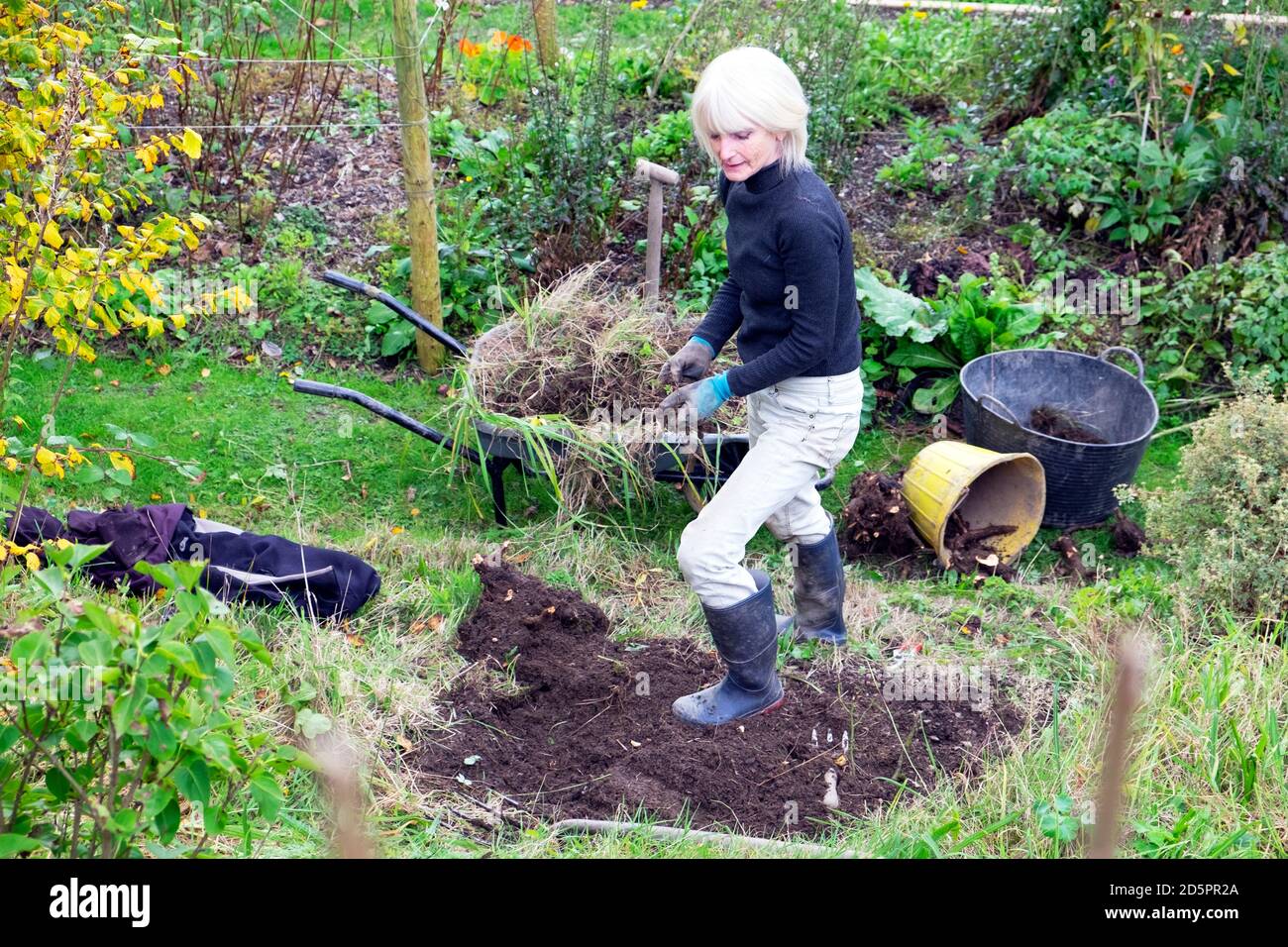 Mujer mayor excavando en el jardín rural en otoño Carmarthenshire GALES REINO UNIDO KATHY DEWITT Foto de stock