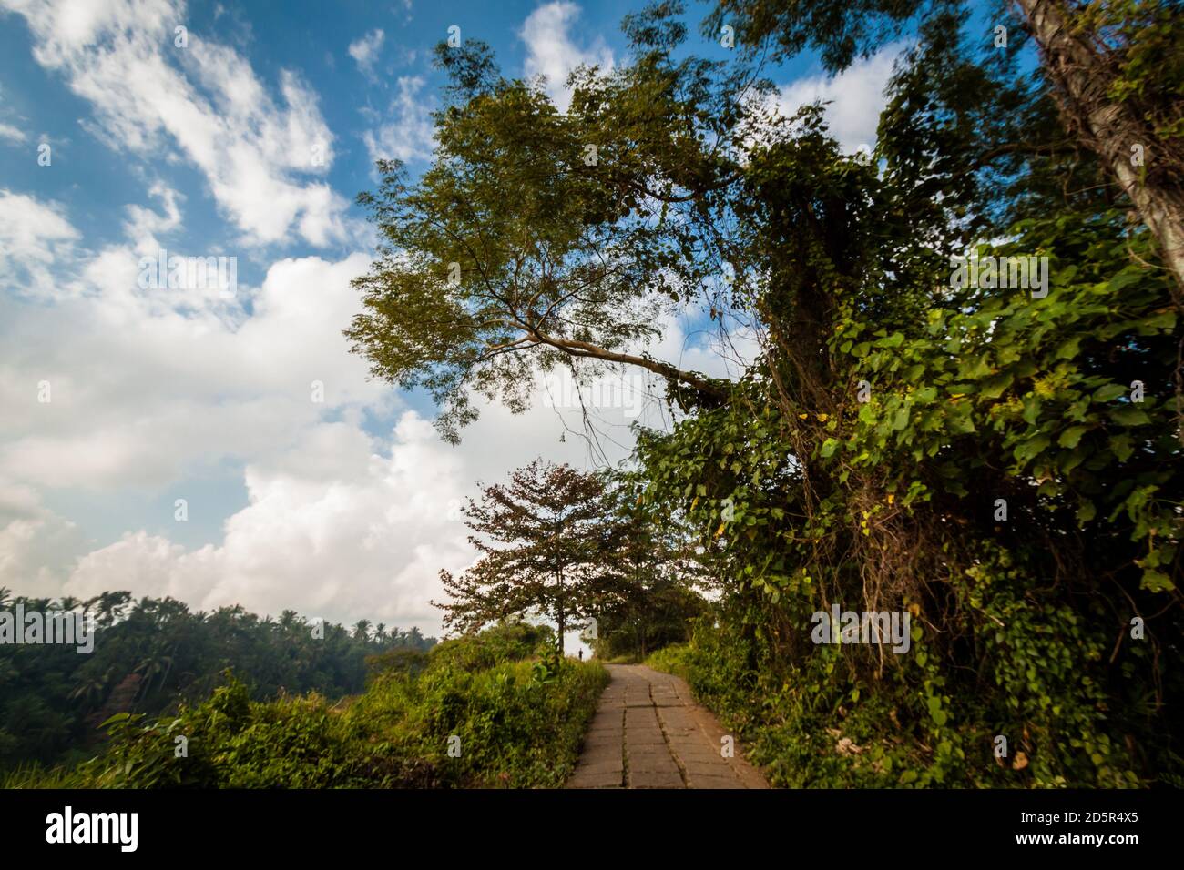 Campuhan Ridge caminar en Bali en un día soleado Foto de stock