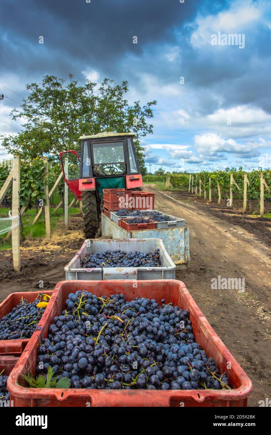 Antiguo tractor remolque lleno de varias uvas cosechadas en el viñedo durante la temporada de cosecha de uva.Detalle de la vid jugosa orgánica dulce en otoño. Uvas Foto de stock
