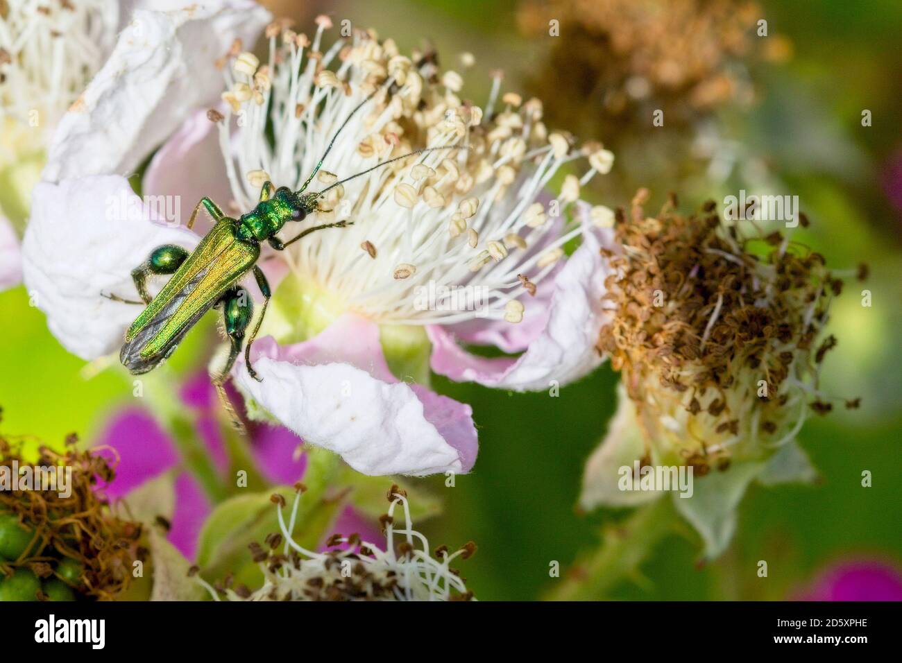 Oedemera nobilis, (también conocido como el escarabajo de aceite falso, escarabajo de flores de patas gruesas o escarabajo hinchado) en las flores de BlackBerry, Cornwall, Inglaterra, Foto de stock