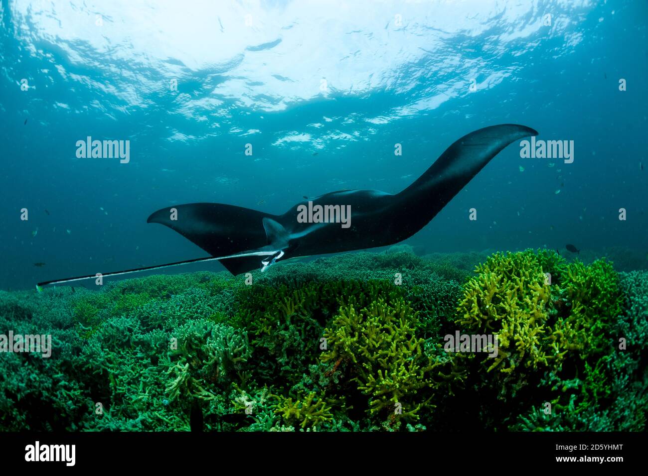 Oceanía, Micronesia, Yap, Arrecife, manta ray Manta alfredi Foto de stock
