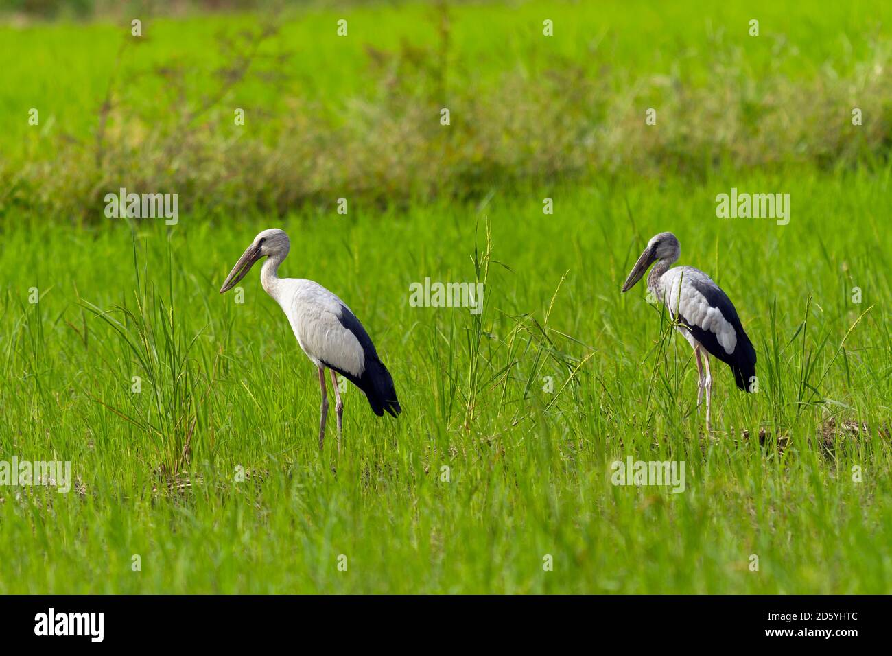 Tailandia, el Parque Nacional Mae Wong, la cigüeña de pico abierto de Asia y el pájaro joven, Anastomus oscitans Foto de stock